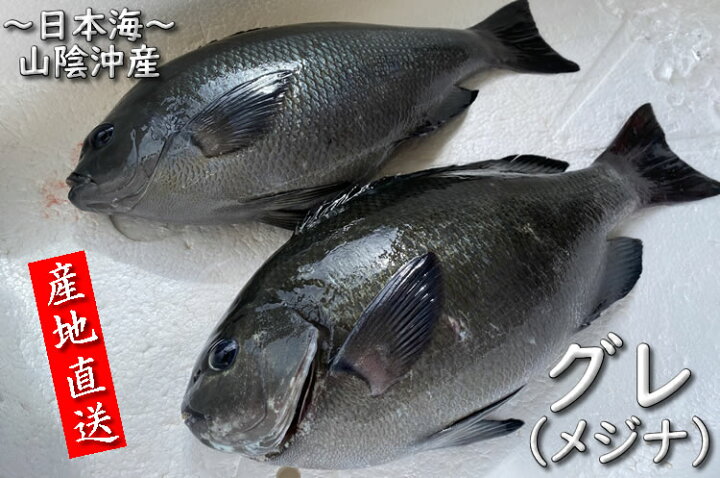 楽天市場 寒グレ 冷凍 下処理済み 1尾 約500 590ｇ 調理前の重さ 山陰沖産 ぐれ めじな メジナ 毎日漁港へ目利き一筋 かにの山米