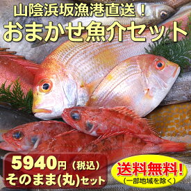 【送料無料】山陰直送「朝とれおまかせ鮮魚・魚介5940円（税込）詰合せセット」（丸のまま・下処理なし）（詰め合わせ、鮮魚ボックス、魚介セット）