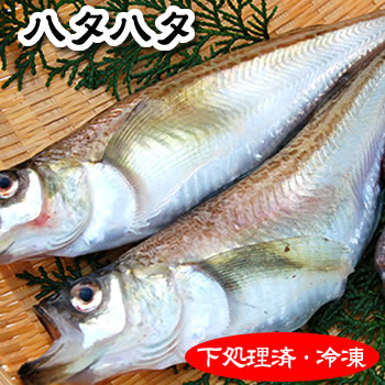 楽天市場 鮮魚 は行 は ハタハタ 冷凍 毎日漁港へ目利き一筋 かにの山米