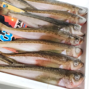 n^n^iDⓀj20-25O@ylYzDŊlꂽ̂܂܂𑦗ⓀĂ܂i͂͂En^j
