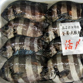 石鯛（冷凍・下処理済み）　1尾×約100-150g（調理前の重さ）　【浜坂産】　（イシダイ・いしだい)