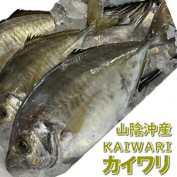 楽天市場 鮮魚 か行 か カイワリ 毎日漁港へ目利き一筋 かにの山米 楽天市場 鮮魚 か行 か カイワリ 毎日漁港へ目利き一筋 かにの山米