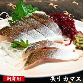 刺身用　炙りカマス （冷凍）片身80-99g（山陰産）立派な赤カマスを刺身用に捌き、炙りました。脂あります。解凍して切るだけです。【高鮮度3D凍結】（アカカマス、赤かます、かます、さしみ、おさしみ）
