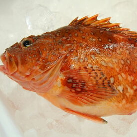 カサゴ【調理済・冷凍】1尾　約18〜20cm前後　【浜坂産】かさご・がしら・ガシラ