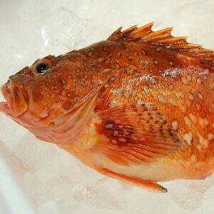 JTSyρEⓀz4×16`18cmO@ylYzEEKV