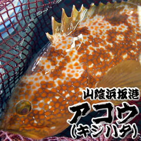 超高級魚　活・アコウ（生）　特大　1尾　約2kg前後　【浜坂産】 ※活かしてますので、発送直前に〆てお届け致します。