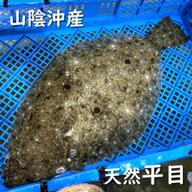 活・天然ヒラメ（生）　1尾　約1kg前後　【浜坂産】　※活かしてますので、発送直前に〆てお届け致します。　（平目・ひらめ）