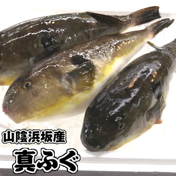 楽天市場 鮮魚 は行 ふ フグ類 マフグ 真フグ 毎日漁港へ目利き一筋 かにの山米