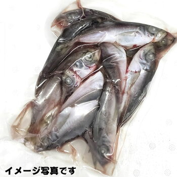 楽天市場 鮮魚 あ行 あ アジ類 マアジ 真鯵 毎日漁港へ目利き一筋 かにの山米