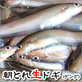 （旬もの予約・送料無料）朝とれ　ドギ（トーロ・ノロゲンゲ）（生）　約1kg 　2セットご注文で500g増量　 （げんげ、グベ、ノメ、ヌメ、とうろ、とーろ、水魚）