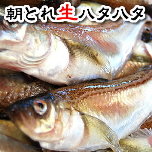 i{̗\EZ[jƂH̃n^n^ijTCY@1Li8-12CxjiRAlYj\񏳂蒆ϕtɁAĂɂǂ@i͂͂An^AƂn