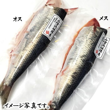 楽天市場 鮮魚 な行 に ニシン 毎日漁港へ目利き一筋 かにの山米