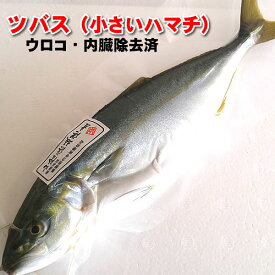 ツバス（ハマチ）（生冷凍・調理済み）　1尾　約300-399g（調理前重さ） 【浜坂産】