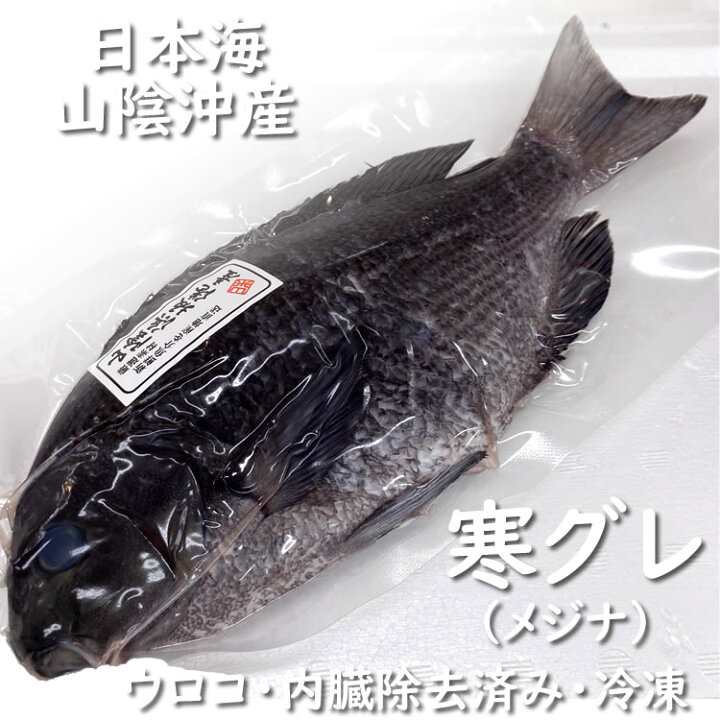 楽天市場 寒グレ 冷凍 下処理済み 1尾 約500 590ｇ 調理前の重さ 山陰沖産 ぐれ めじな メジナ 毎日漁港へ目利き一筋 かにの山米