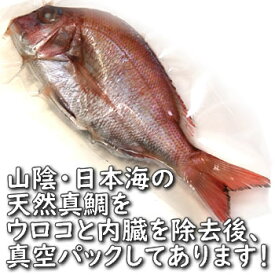 天然・真鯛（下処理済み・冷凍）　1尾　約25-27cm　　【浜坂産】（たい・タイ）