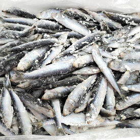 楽天市場 冷凍 イワシ 釣り 餌の通販