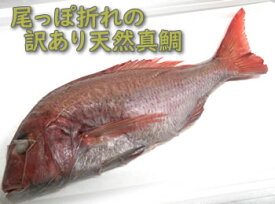 訳あり 天然 真鯛（冷凍） 1尾　約30-32cm　兵庫県 浜坂産　一部に傷、尾っぽ折れなどあり。