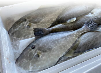 楽天市場 鮮魚 あ行 う ウスバハギ 毎日漁港へ目利き一筋 かにの山米