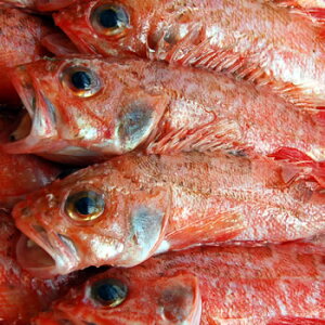 JTSiρEⓀj@@250gi2-4xjylYz@iJTSE߂j