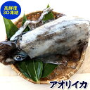アオリイカ（冷凍）　特大　約1.2-1.5kg前後　1杯入（胴長さ：約30-33cm程度）【兵庫県浜坂産】個包装（あおりいか・水いか・水イカ・もいか・モイカ・烏賊・高級）