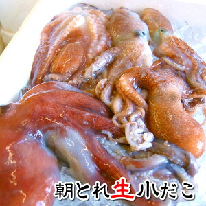 �i�{���� �\�� ���������j���Ƃ� �������i���j��1kg�@2�Z�b�g��������500g����!!�@�R�A�Y �Y�n���� 1kg �����їp �ϕt���p ���g���p �q���� ���� �^�R �� ������ �ނ�a �肦���i�\��i�j