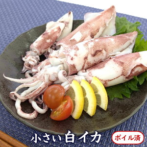 sCJi䥂ōρEⓀj150giɌYj_炩Ĕ@o[xL[ɂ劈i{C 󂠂 G  G 肢 CJ PTL 񂳂 CJ q