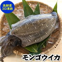 モンゴウイカ（カミナリイカ）【生冷凍】特大　1杯入　約1.4-1.6kg（胴長さ目安：約24-25cm程度）【兵庫県浜坂産】個包装（紋甲いか 紋甲イカ もんごういか かみなりいか カミナリイカ 冷凍イカ 国産 刺身 刺し身 IQ バラ 凍結 烏賊 いか イカ 煮つけ 鮮度 新鮮 いか刺身）
