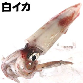 楽天市場 白イカの通販
