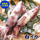白イカ【生・バラ冷凍】大　1杯（400〜490g程度）【兵庫県浜坂産】個包装（白烏賊・白いか・烏賊・やりいか・ヤリイカ・ケンサキ・けんさき）