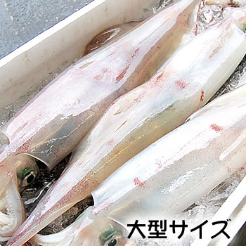 楽天市場 たこ いか類 白いか ケンサキイカ 冷凍 毎日漁港へ目利き一筋 かにの山米