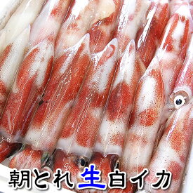 楽天市場 刺身 白イカの通販 楽天市場 刺身 白イカの通販