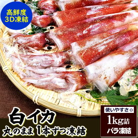 白イカ 冷凍 徳用 約 1kg 詰め (5-8杯前後) 兵庫県浜坂産 白烏賊 1キロ 白いか ケンサキ けんさき 剣先 白 イカ いか 烏賊 ケンサキイカ 刺身 さしみ 刺し身 お刺身 おさしみ 煮付け 天ぷら フライ 炒め物 お取り寄せ 冷凍イカ いか刺身 国産いか 刺身用イカ