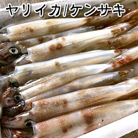 （送料無料）ヤリイカ（生冷凍）約800g前後（5杯前後入）【浜坂産】（別名：ケンサキイカ、テナシイカ）