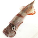 ヤリイカ（生冷凍）1杯　250～290g　個包装【浜坂産】（別名：ケンサキイカ、テナシイカ）個包装 生食可 刺身用 さしみ
