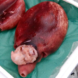 ^@{CiⓀj180-210gyɌlYzi䥂  A^RAj