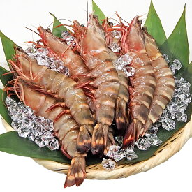 楽天市場 シータイガー エビ 魚介類 水産加工品 食品の通販