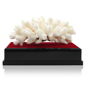 白珊瑚 サンゴ 原木 置物 オブジェ 珊瑚婚 厄除け 縁起物 還暦祝い 結婚35周年 台座付