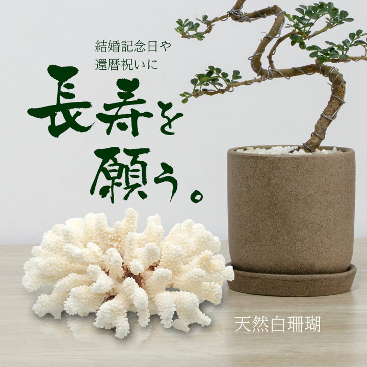 楽天市場】白珊瑚 サンゴ 原木 置物 オブジェ 珊瑚婚 厄除け 縁起物 