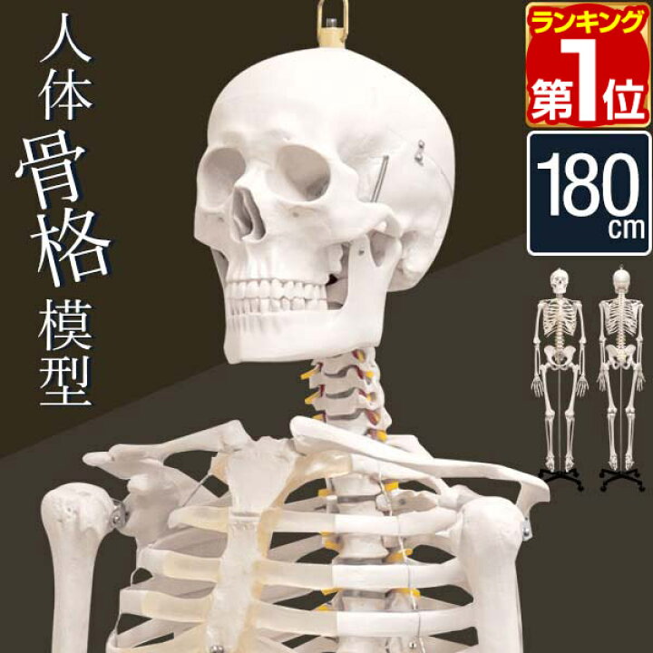楽天市場】人体模型 骨格模型 骨 等身大 身長約166cm 展示スタンド付き  