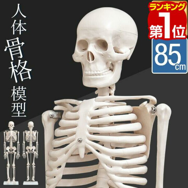 楽天市場】【楽天1位】人体模型 骨格模型 骨 約85cm 1/2モデル 展示 