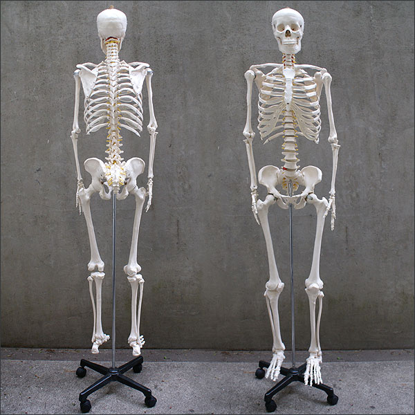 即日出荷 1年保証 人体模型 約166cm 人体骨格模型 等身大の人体の骨格をリアルに表現 人体骨格模型 ヒューマンスカル 模型 人体模型 骨格標本 骨格モデル 整体 整骨院 おもちゃ リアル 小道具 おもちゃ Www Ecyclesolutions Com