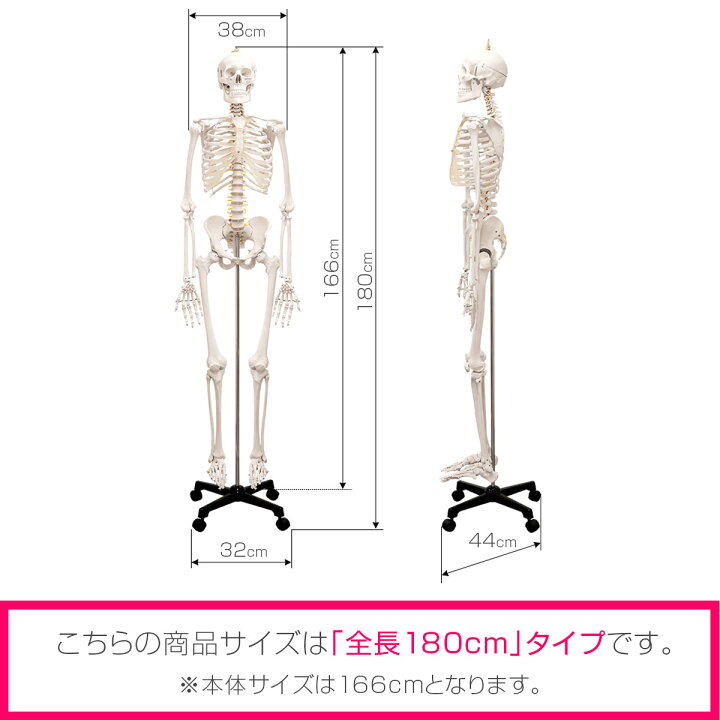 楽天市場】【楽天1位】人体模型 骨格模型 骨 等身大 身長約166cm 展示 