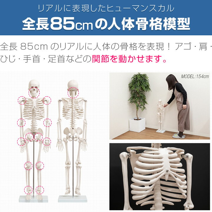 楽天市場】【楽天1位】人体模型 骨格模型 骨 約85cm 1/2モデル 展示 