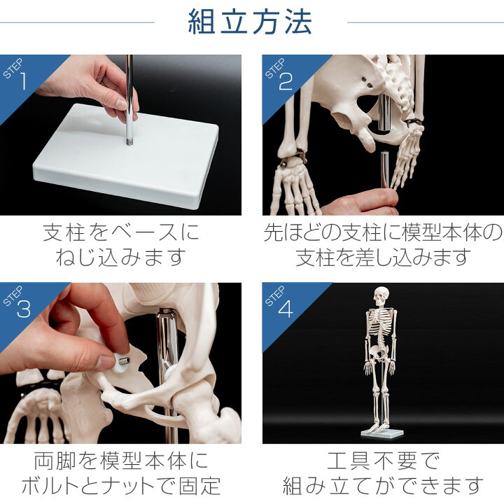 楽天市場】【楽天1位】人体模型 骨格模型 骨 約85cm 1/2モデル 展示 