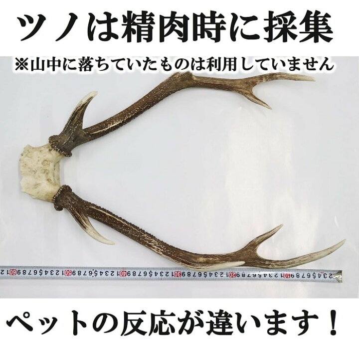 楽天市場】鹿角半割長さ約11センチ1本 令和6年10月獲れ！【送料無料 