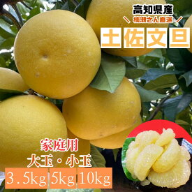 【12月31日まで200円OFFクーポン配布中★】高知県産 楠瀬さん直送土佐文旦 大玉 家庭用 訳あり 3.5kg 5kg 10kg l フルーツ 果物 ビタミンC 高知 送料無料 大きい 甘い 取り寄せ 美味しい 産地直送 ぶんたん ブンタン ボンタン 小玉