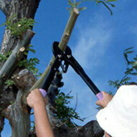 楽天市場 力のいらない 枝 切の通販