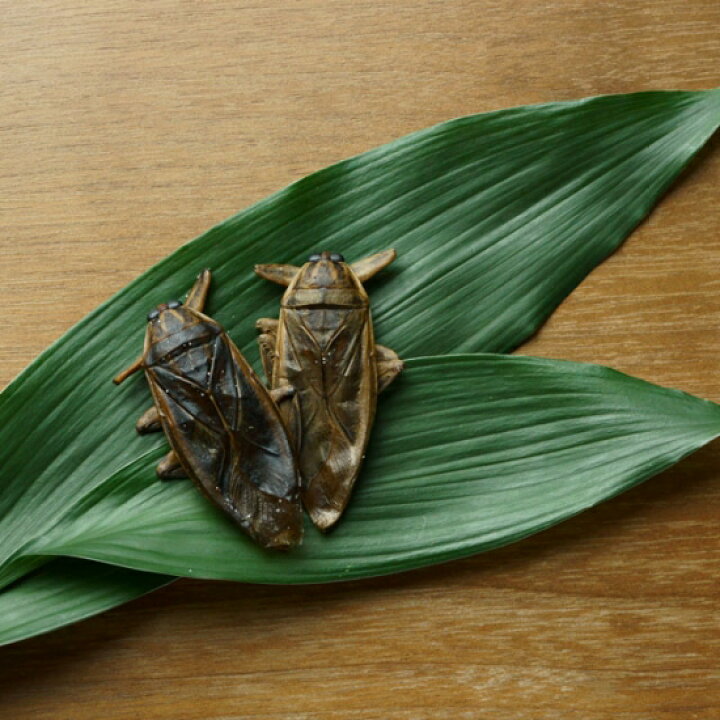 楽天市場 食用虫 タガメ ジャイアントウォータースコーピオン 田鼈 水爬虫 たがめ 2匹 昆虫食 食べる虫 タイ産 食用虫 食べる虫入門 おつまみ お菓子 パーティー 送料無料 Takeo 罰ゲーム グッズ ドッキリ イタズラ ゲテモノ 食用蟲 常温保存 簡易包装 訳あり 食品