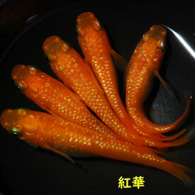 メダカ めだか 紅華　稚魚　10匹　観賞魚 改良メダカ 淡水魚 品種改良メダカ アクアリウム medaka 生体 綺麗 きれい メダカ販売