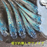 メダカ めだか サファイア　 観賞魚 改良メダカ 淡水魚 品種改良メダカ アクアリウム medaka 生体 綺麗 …